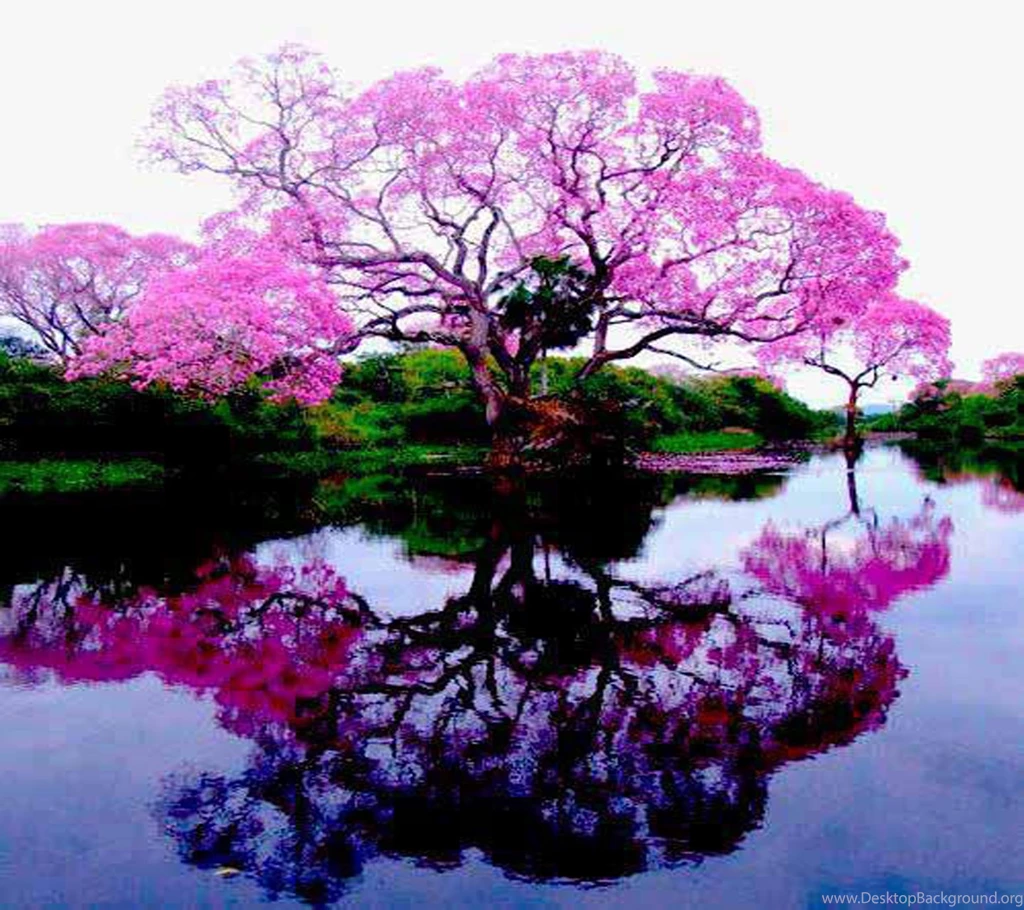 Jestingstock.com Nice Wallpapers For Mobile