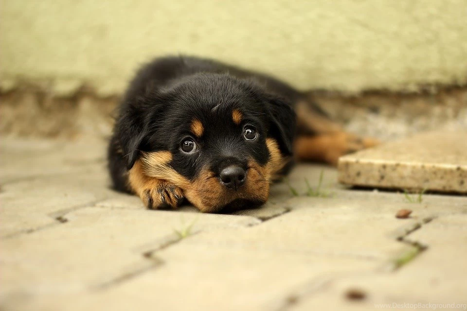 Free Photo: Rottweiler, Puppy, Dog, Backgrounds Free Image On ...