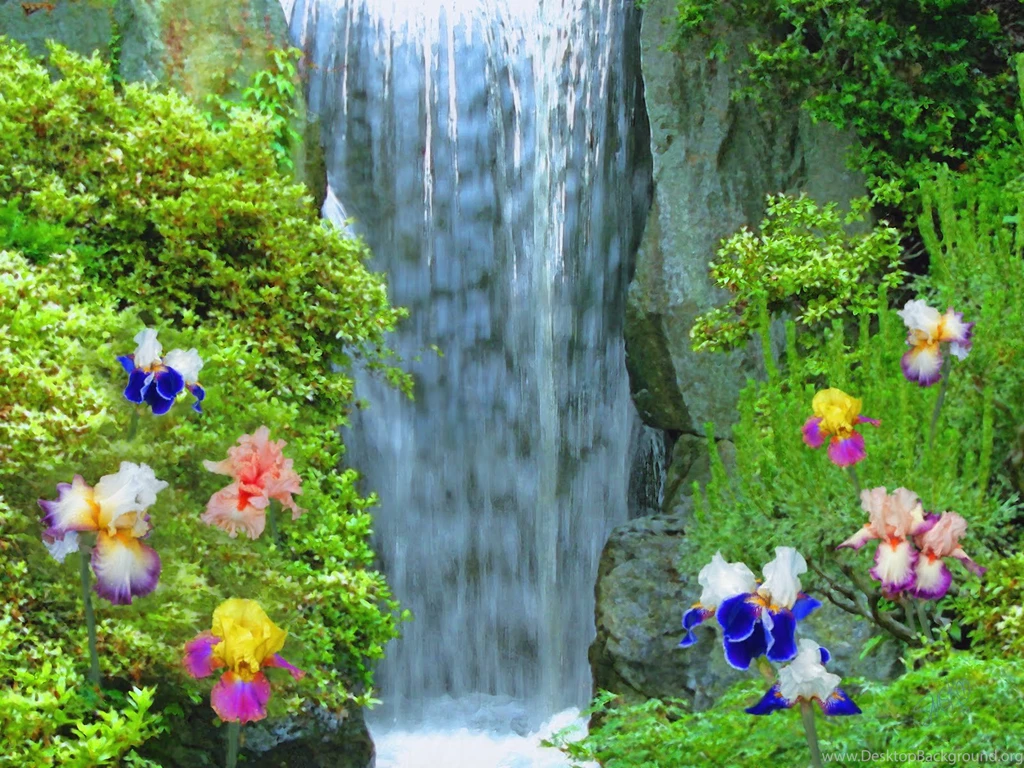 Iris Flower Beside The Waterfall Wallpapers