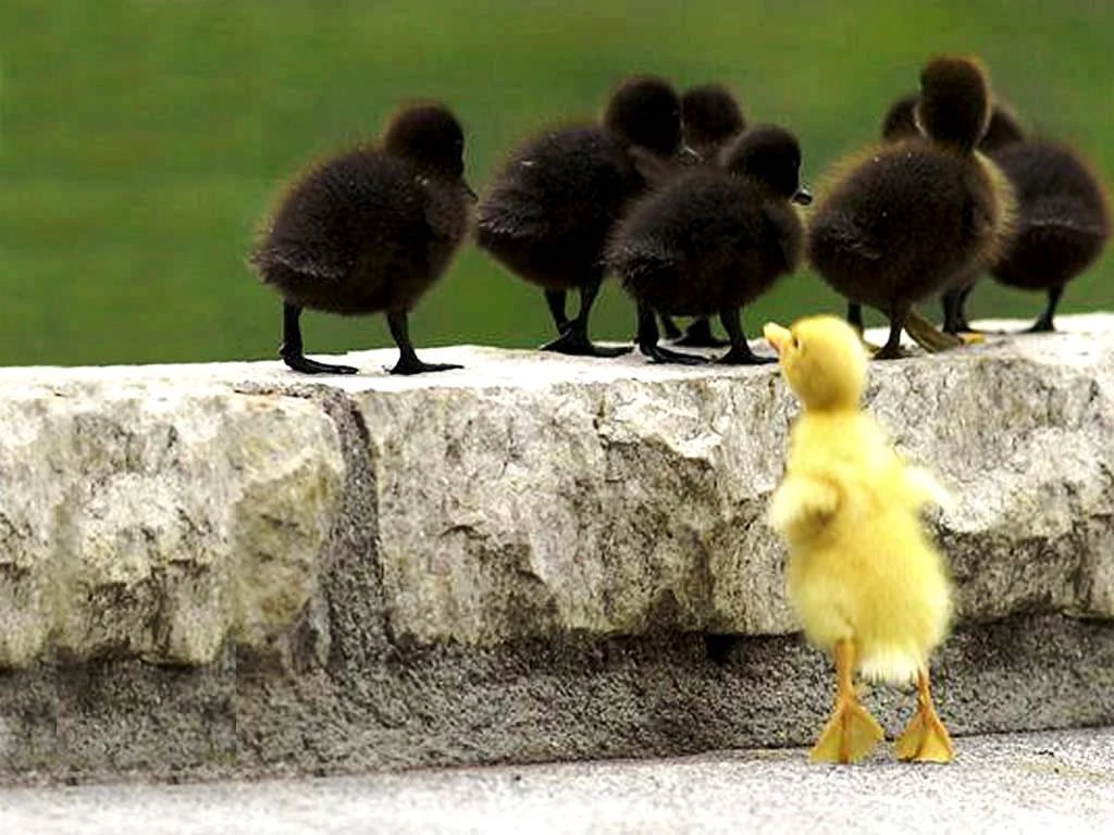 Cute Animal Wallpapers   Wallpapers Cave