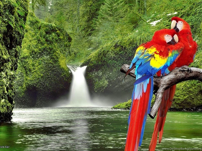 Macaw Parrots Over Waterfall Free Desktop Backgrounds And Wallpapers