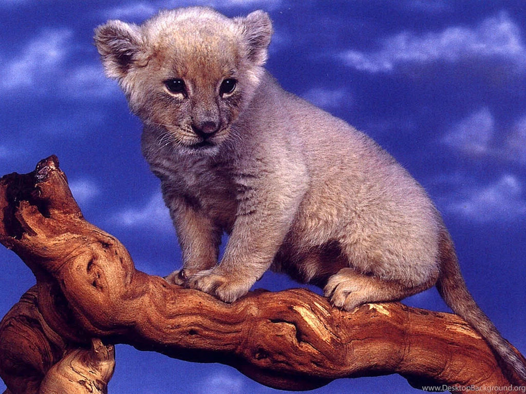 Cats: Caption Hope Dont Fall Playful Adorable Young Cute Animal ...