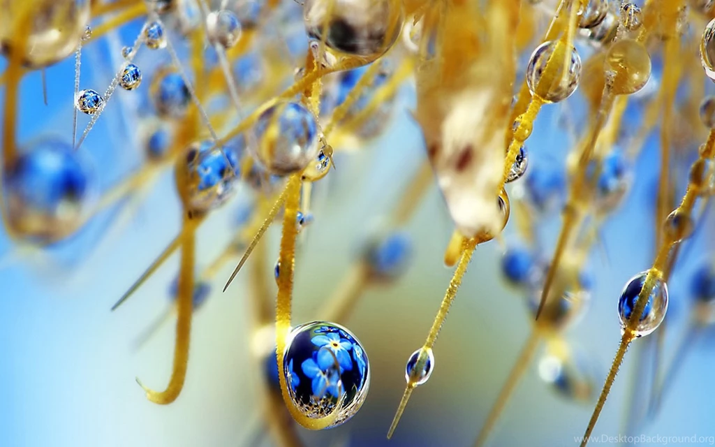 Elegant Branch Water Drop Wallpapers HD