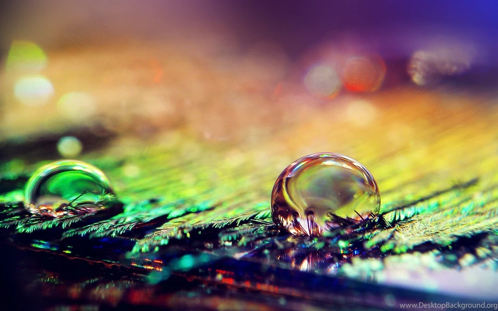 Macro Photography Nature Water Drop Wallpapers