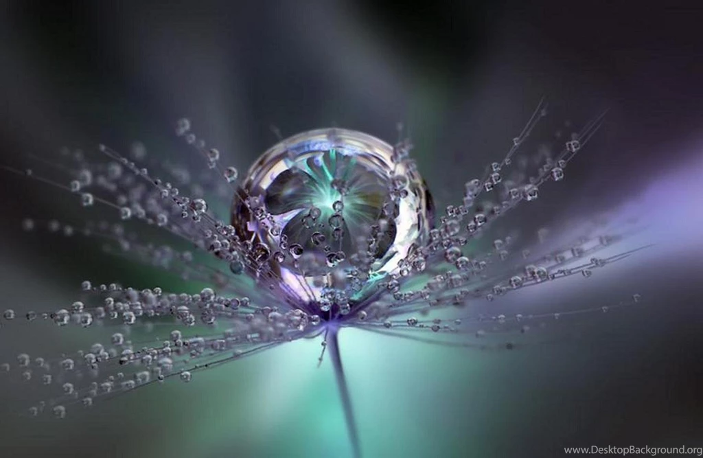 Raindrops Falling On Flowers Desktop Backgroun Wallpapers ...
