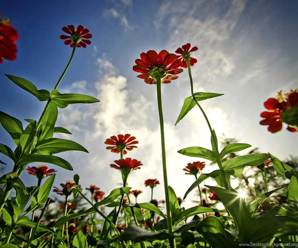 New Wallpapers Free ~ My Mobile Zone Read Reviews Of Latest ...