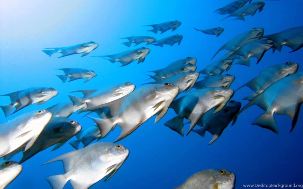 Wallpapers Sai New Nature Vista Latest Hd High 1280x800