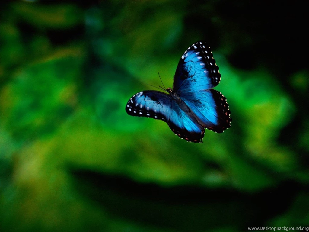 Beautiful Butterfly Wallpaper.jpg