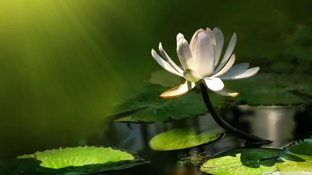 Lotus Wallpapers Hd Archives   Wallpapers Q