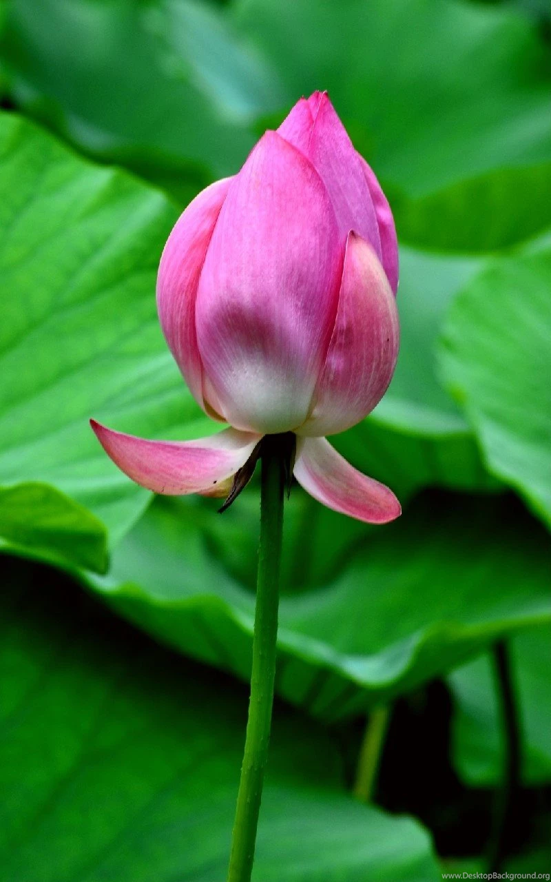 Beautiful Flower Hd Wallpapers 480x854 Flower Wallpapers 480x854 ...