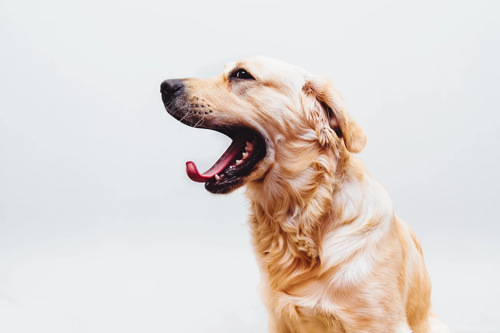 Dog Images · Pexels · Free Stock Photos