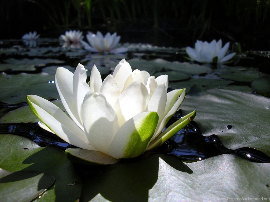 Excellent Lotus Flower Wallpapers