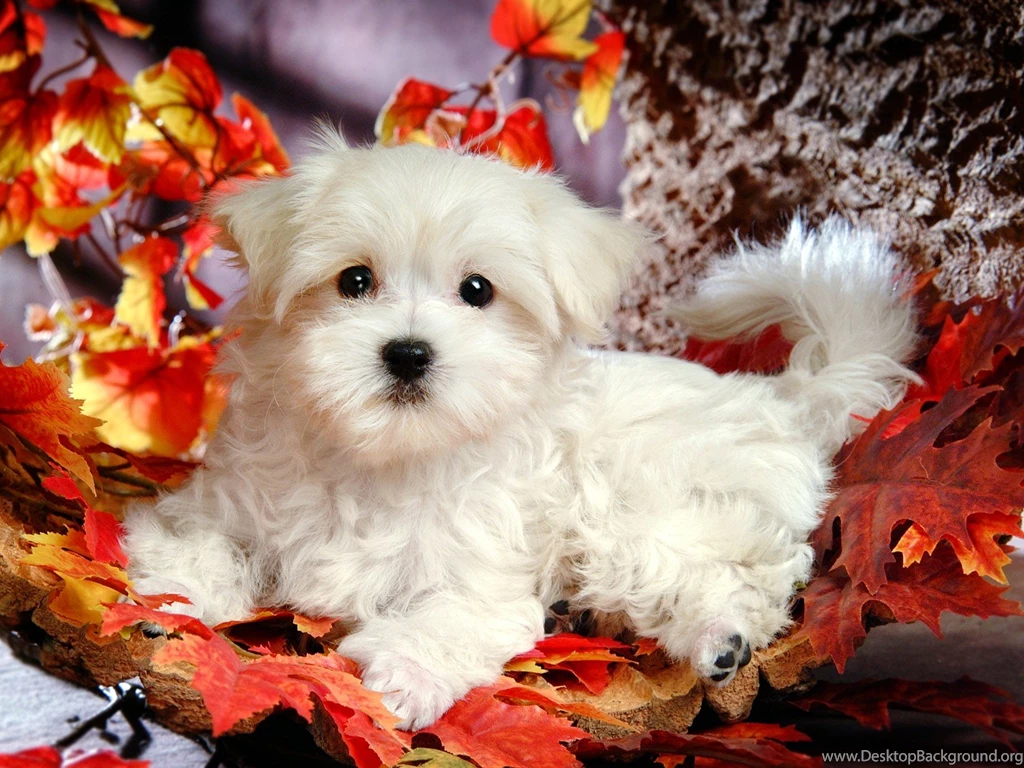 Cute, Maltese, Dog, Full, Screen, Wallpaper, Photos, Hd, Desktop ...