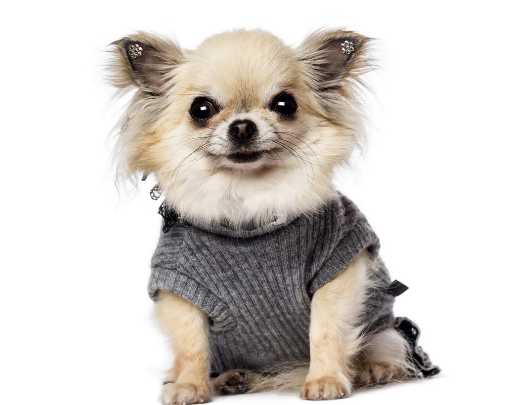 Dog Backgrounds, Lovely Dog Images, Wallpapers Of Dog, Download ...