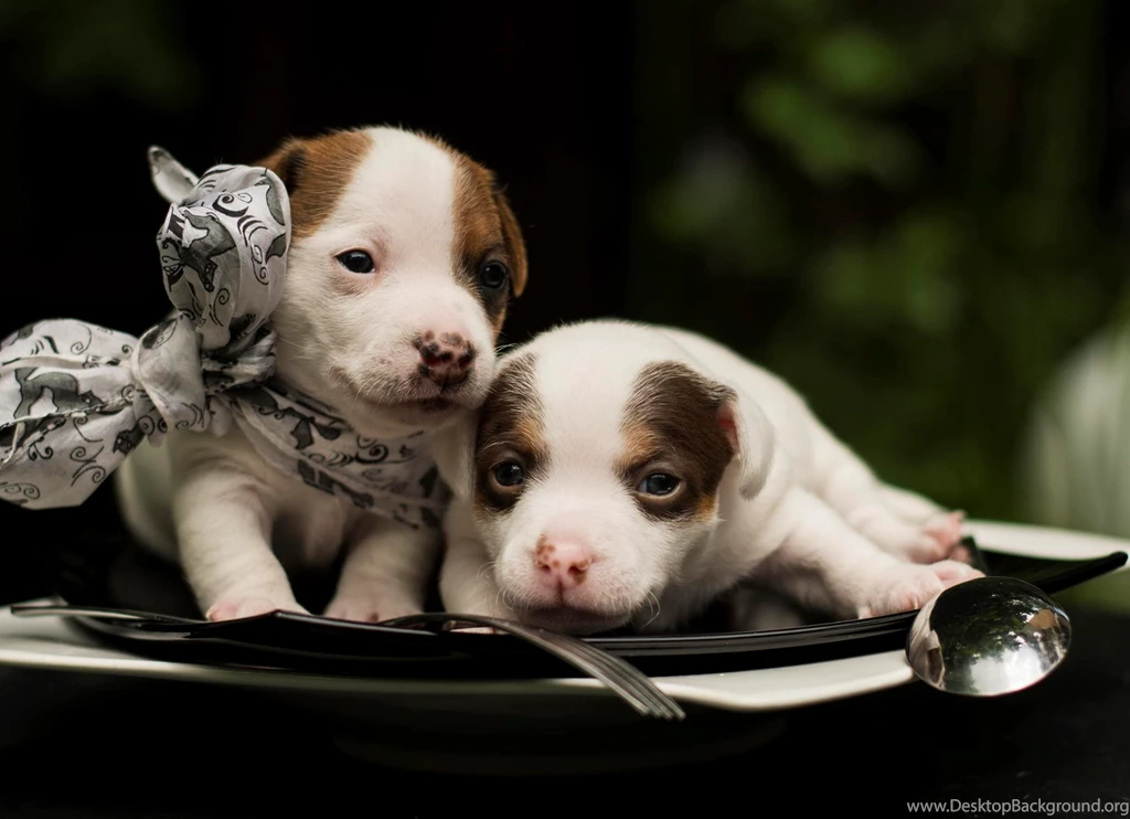 Dog Backgrounds, Wallpapers Of Dog, Download Dog Images, Hd Animal ...
