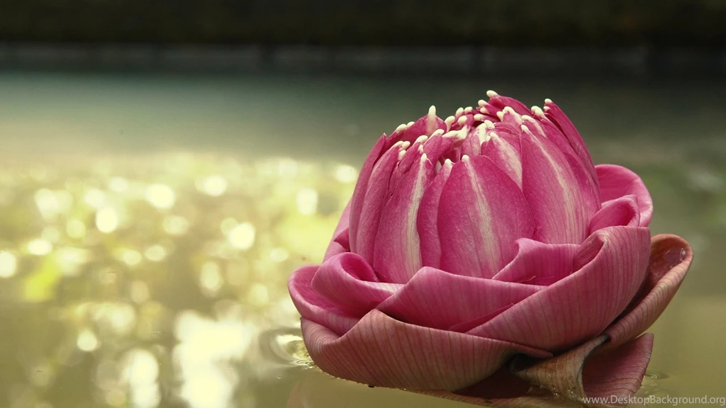 Lotus Wallpapers Hd   1479275