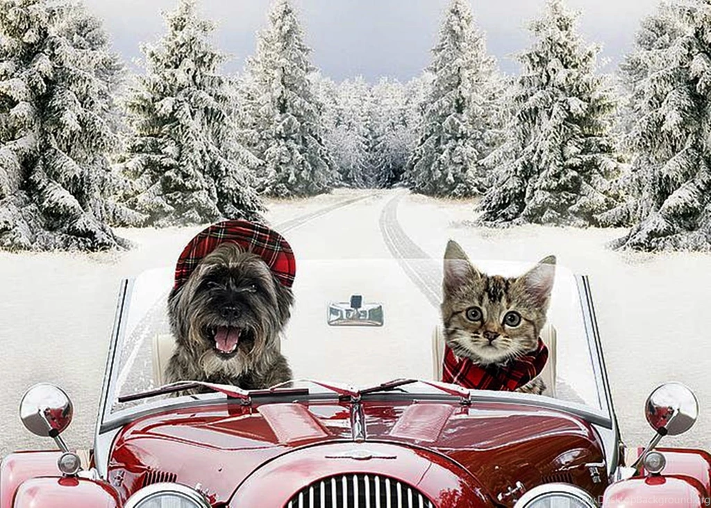 Dogs Dog Cat Dogs Cool Snow Winter Animals Cats Funny Nature ...