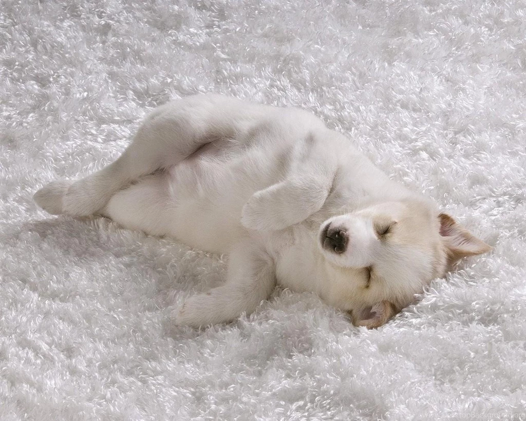 Comfy Cozy Puppy Rug White Dog Full Dogs Wallpaper Backgrounds Free ...