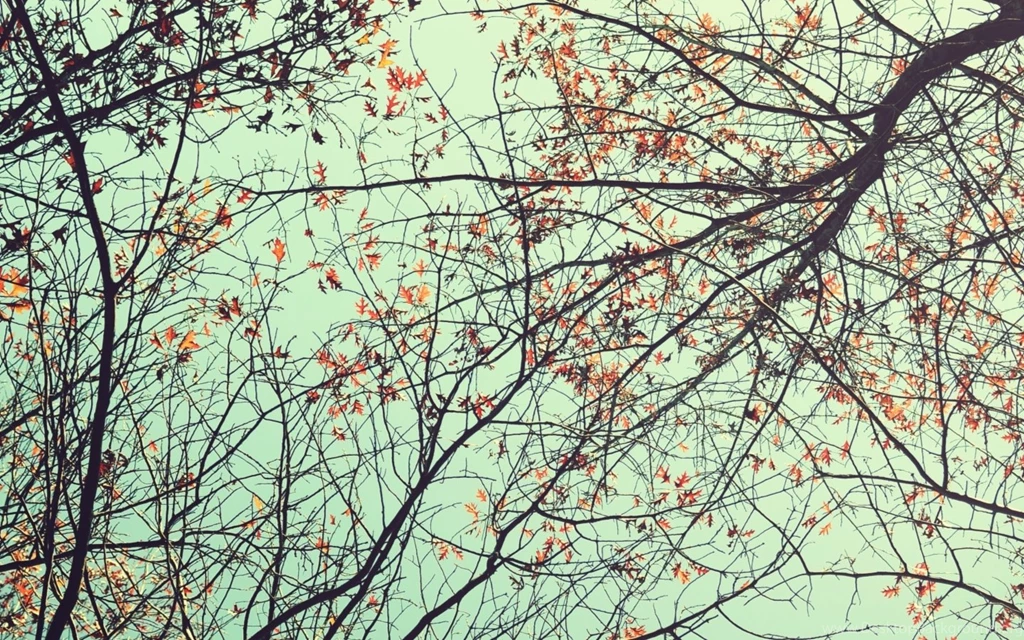 Trees Ants Eye View Mac Wallpapers Download