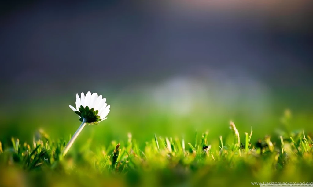 Lone Flower HD Desktop Wallpapers : High Definition : Fullscreen ...