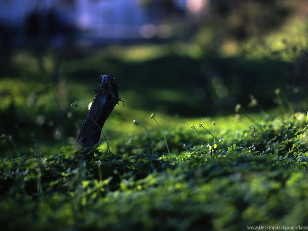 Wallpapers For Computer Free, A Field Of Green Grass, Nice Nature ...