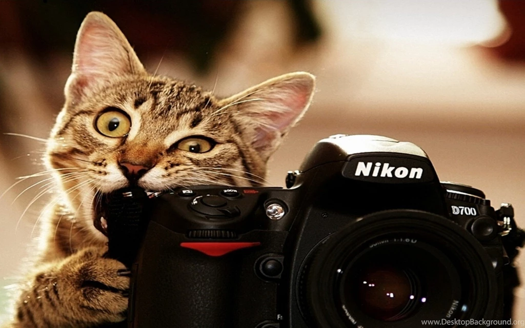 Funny Cat taking Pictures wallpaper.jpg