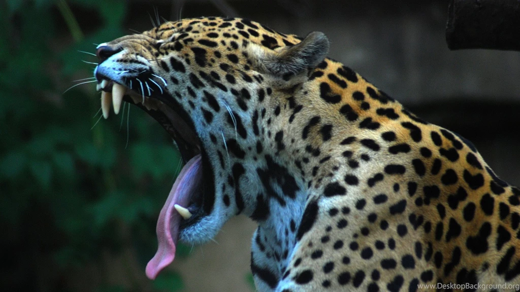Leopard HD Wallpapers CBA6