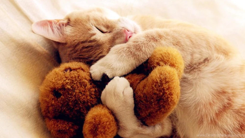 Cat Funny Images Wallpapers