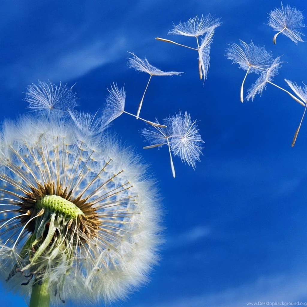 Beautiful Dandelion Puff In The Wind HD Spring Wallpapers