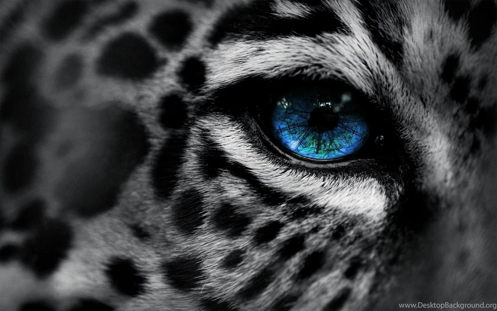 Leopard Awesome High Quality HD Wallpapers ..   All HD Wallpapers