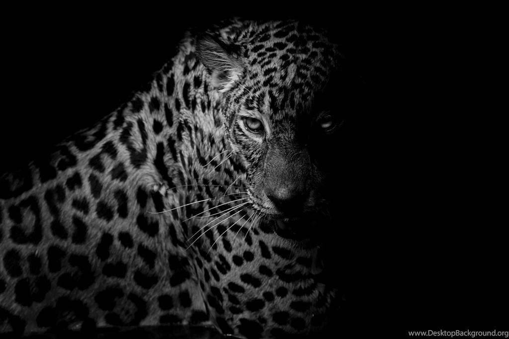 615 Leopard HD Wallpapers