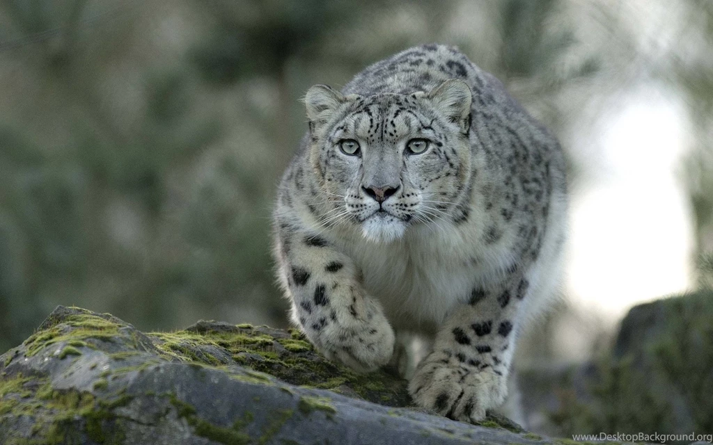 Snow Leopard Wallpapers HD   Wallpapers Cave