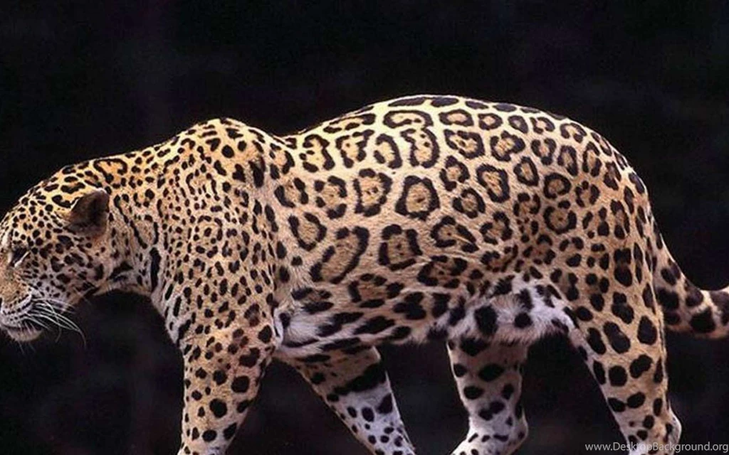 Animals Archives   HD Wallpapers Source