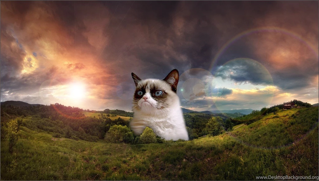 Grumpy Cat HD Wallpapers