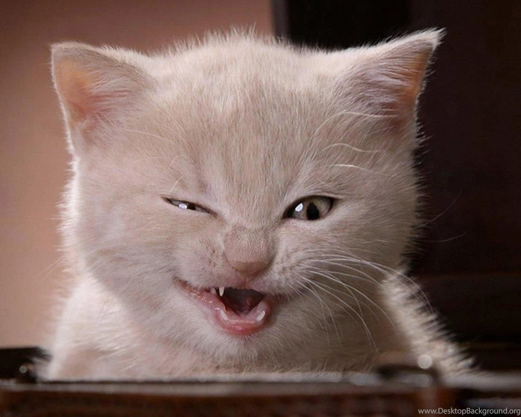 Funny Cats Images Free