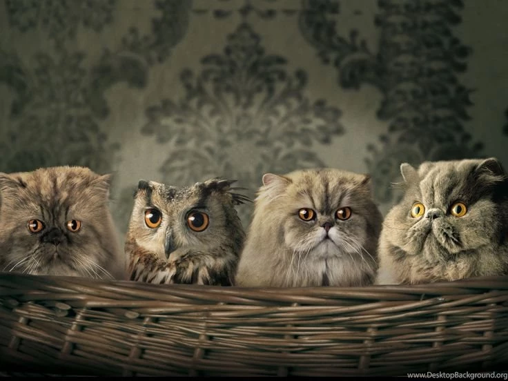 Funny Cat Jumping 7 Free Hd Wallpapers Funnypicture.org