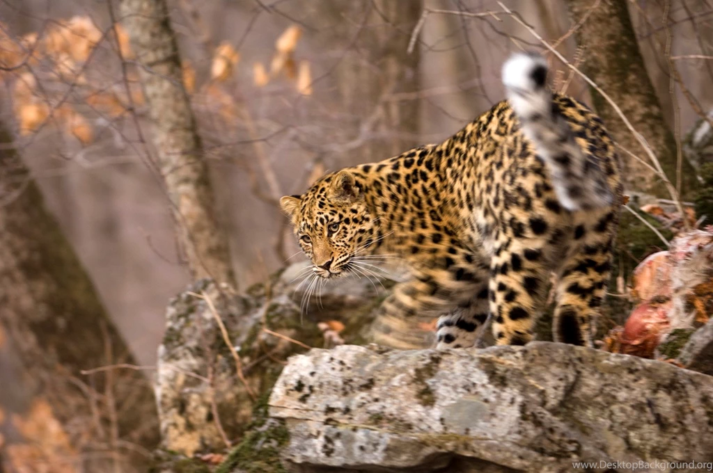 Amur Leopard Desktop Wallpapers5.jpg