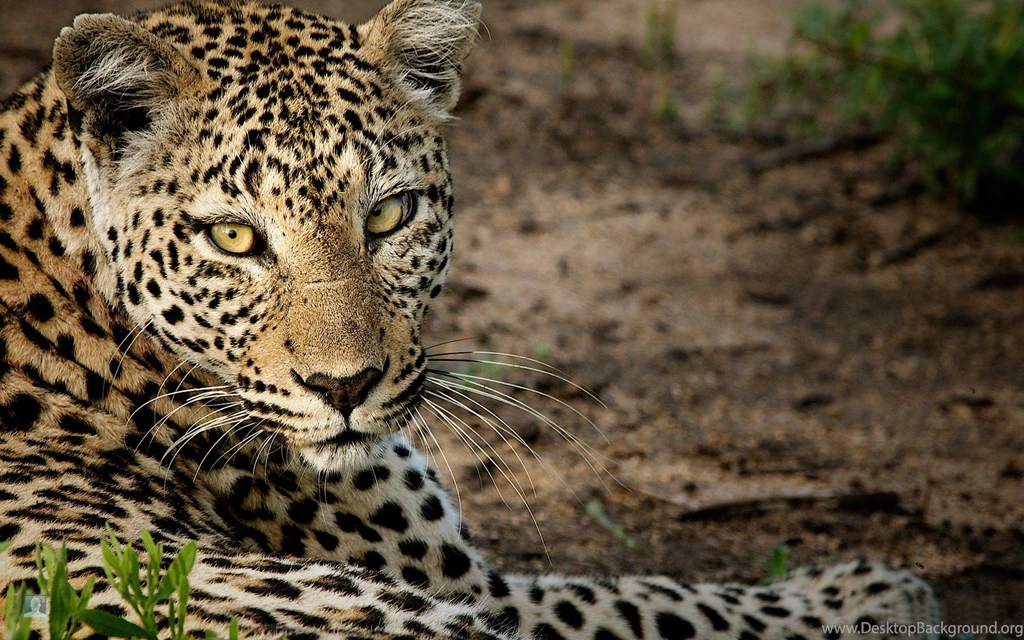 Leopard Superb Desktop Hd Wallpapers   Wallpaperss HD