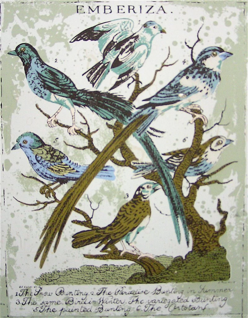 Birds On Botanical Wallpapers