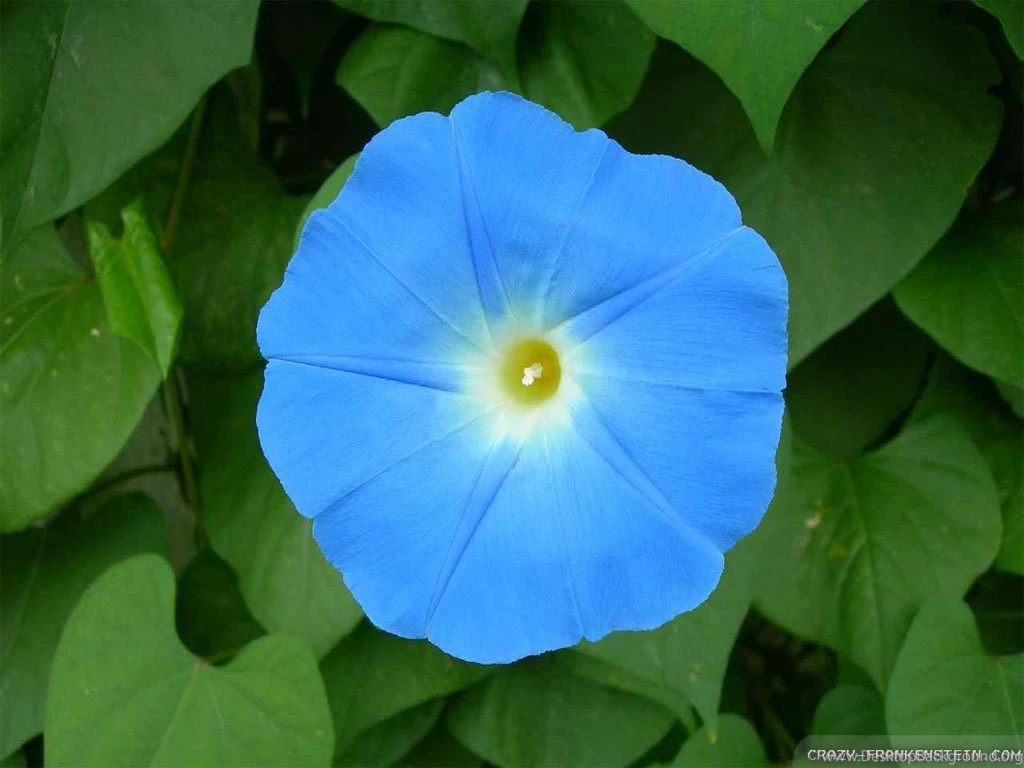 Morning Glory Wallpapers Crazy Frankenstein
