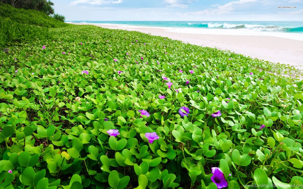 Beach Morning Glory Wallpapers