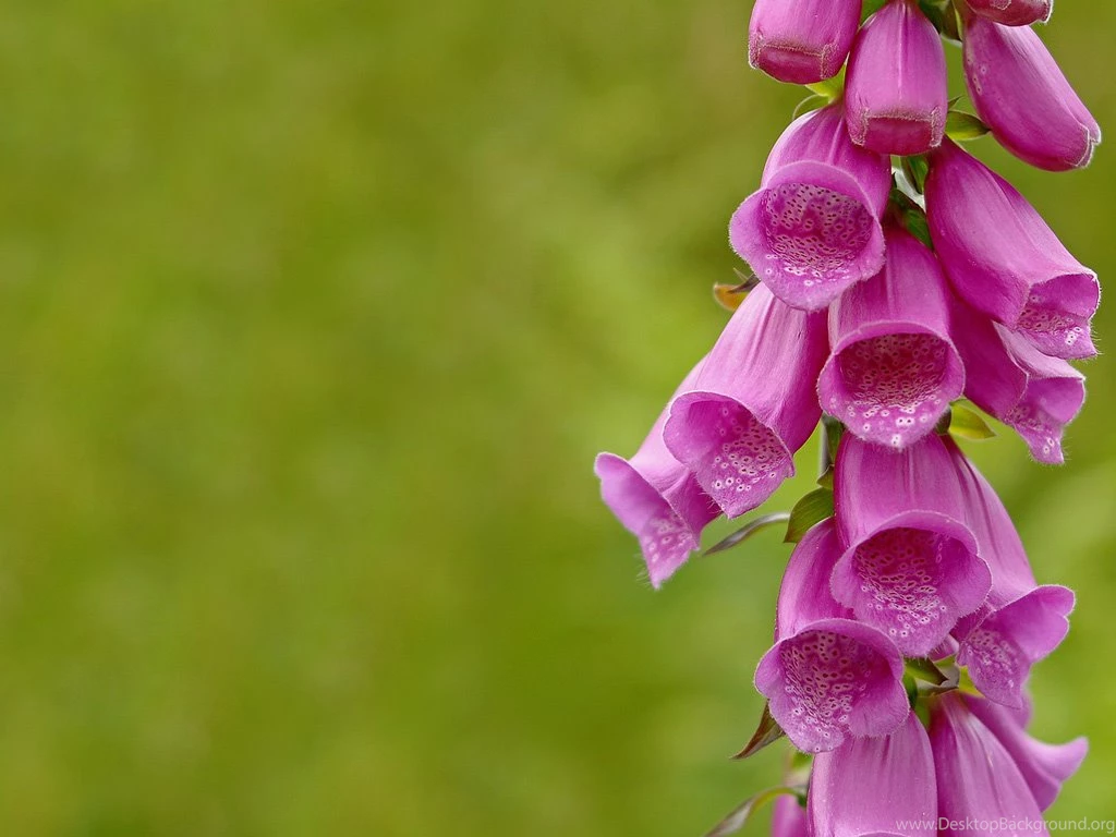 The Fun Morning Glory Plant Desktop Backgrounds Desktop Wallpapers ...