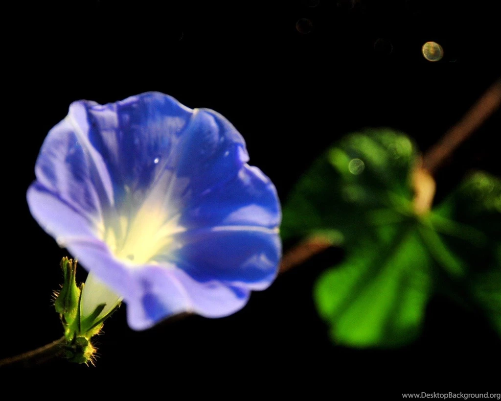 Morning Glory Flower Photography Wallpapers 1280x1024 Wallpapers ...
