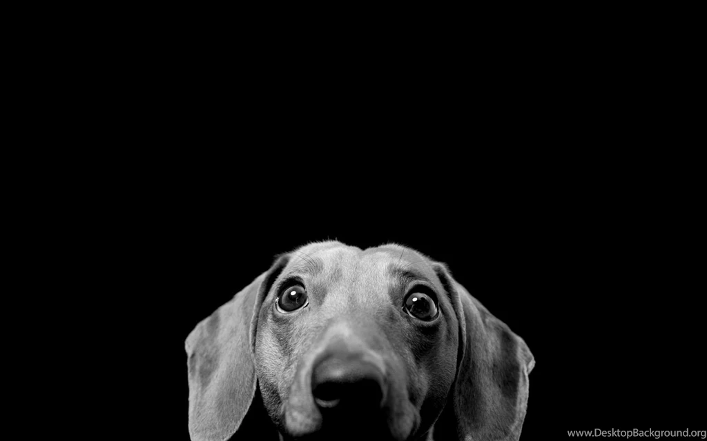 Black And White Dog Wallpapers   HD Wallpapers Lovely