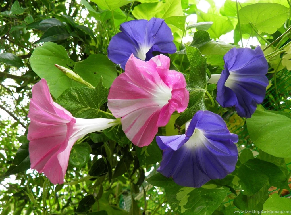 Download Wallpapers Morning Glory, Creepers, Flowers, Bright, Green ...
