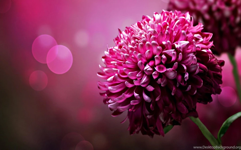 Jestingstock.com Imac Desktop Wallpapers Flower