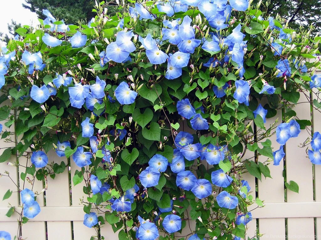Hundred Blue Morning Glory