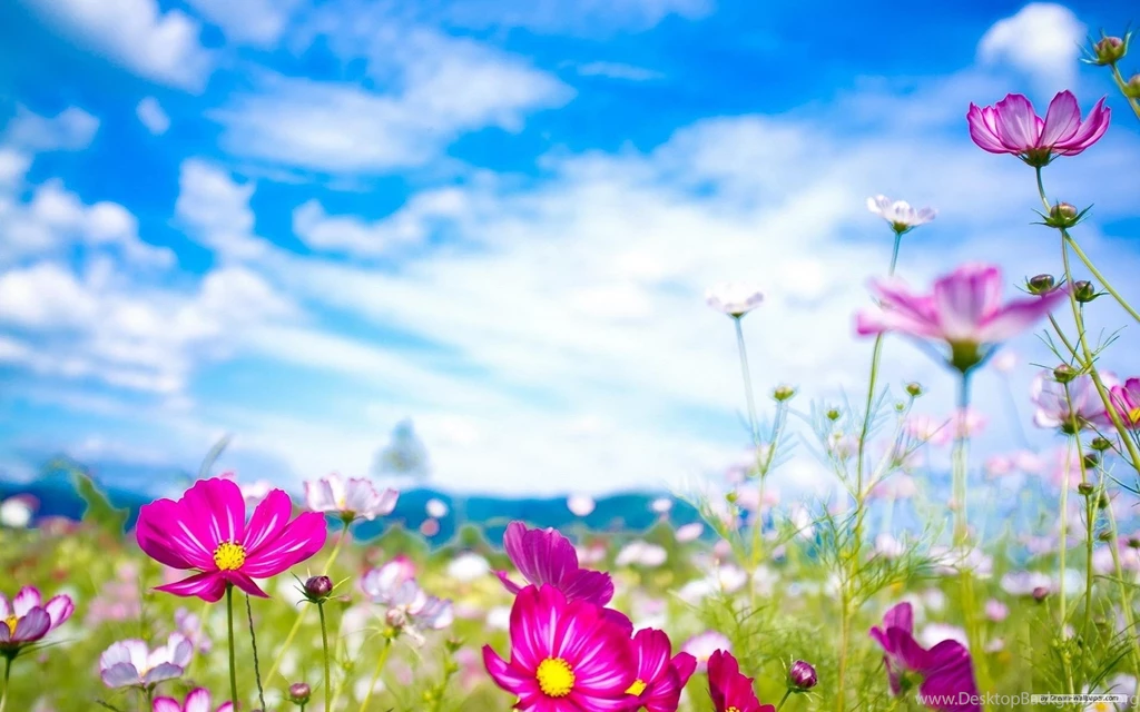 Spring Flowers Backgrounds Desktop Backgrounds