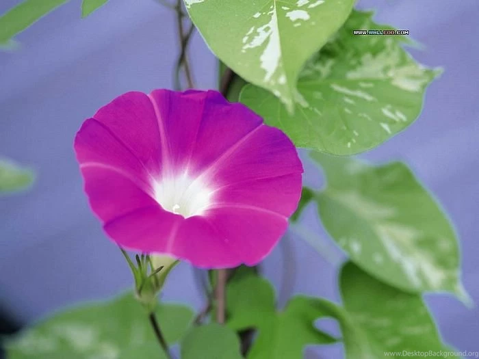 Morning Glory Picture   Morning Glory Wallpapers10   Wallcoo.net