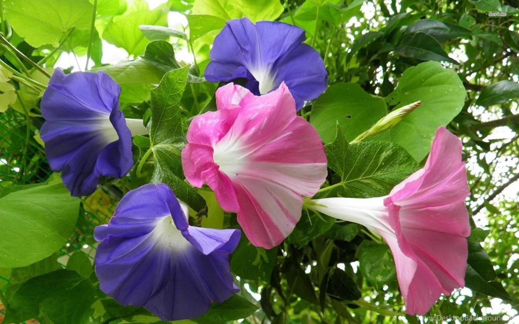 Pink And Blue Morning Glory Wallpapers Flower Wallpapers